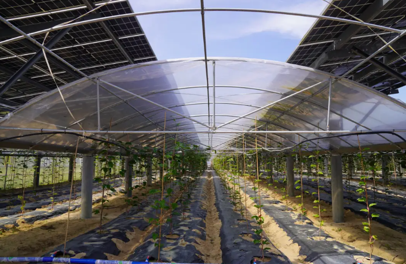 海上风电沙地光伏“撂荒地”变身清洁能源发电厂(图3)