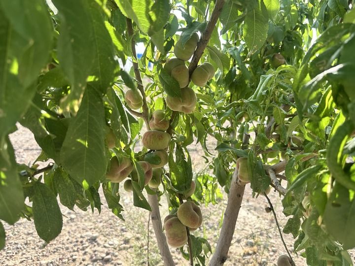 细节里的“和合与共”(图5)